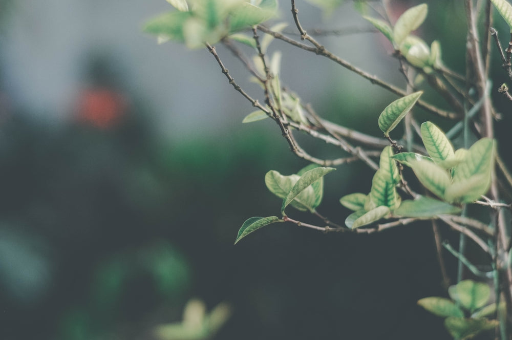 photo en gros plan d'une plante à feuilles vertes