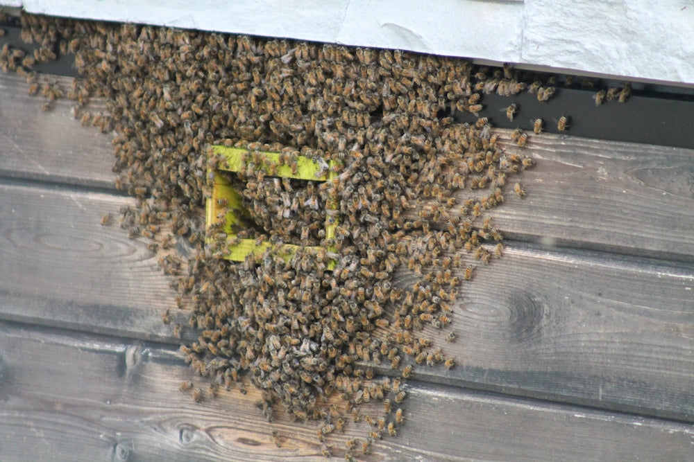 a pile of bees on a wood surface