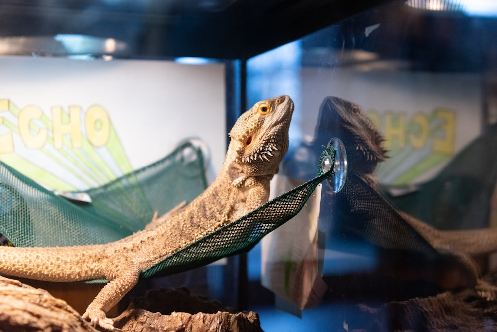 una lucertola è seduta su un'amaca in una teca di vetro