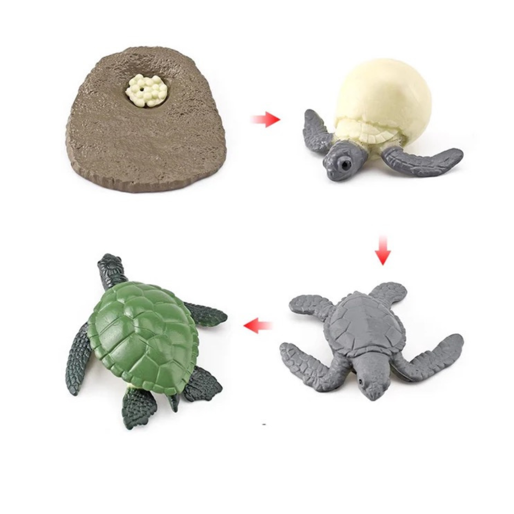 Figuras del ciclo de vida de la tortuga: huevos, eclosión, tortuga joven y tortuga adulta.